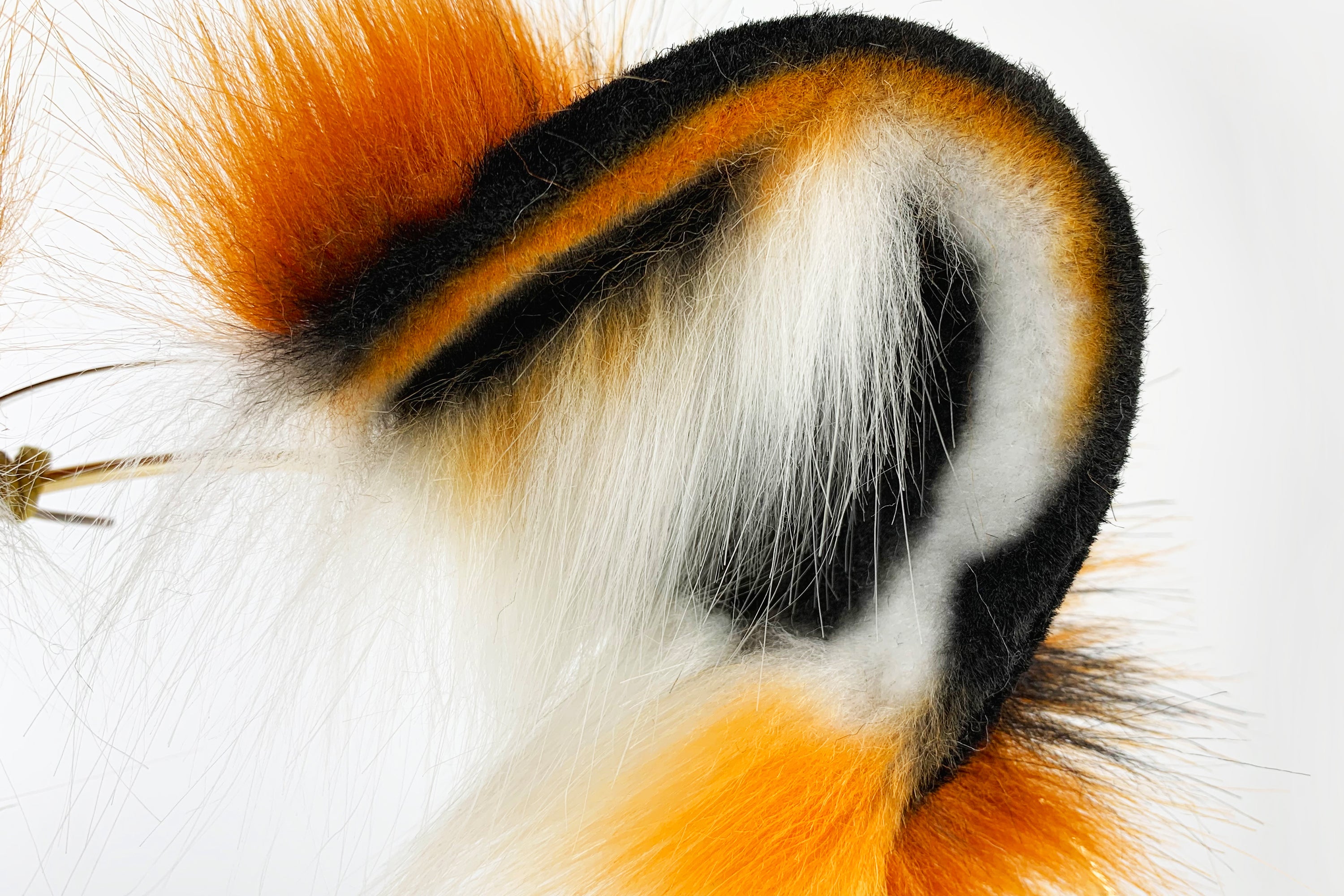 Tiger ear and tail